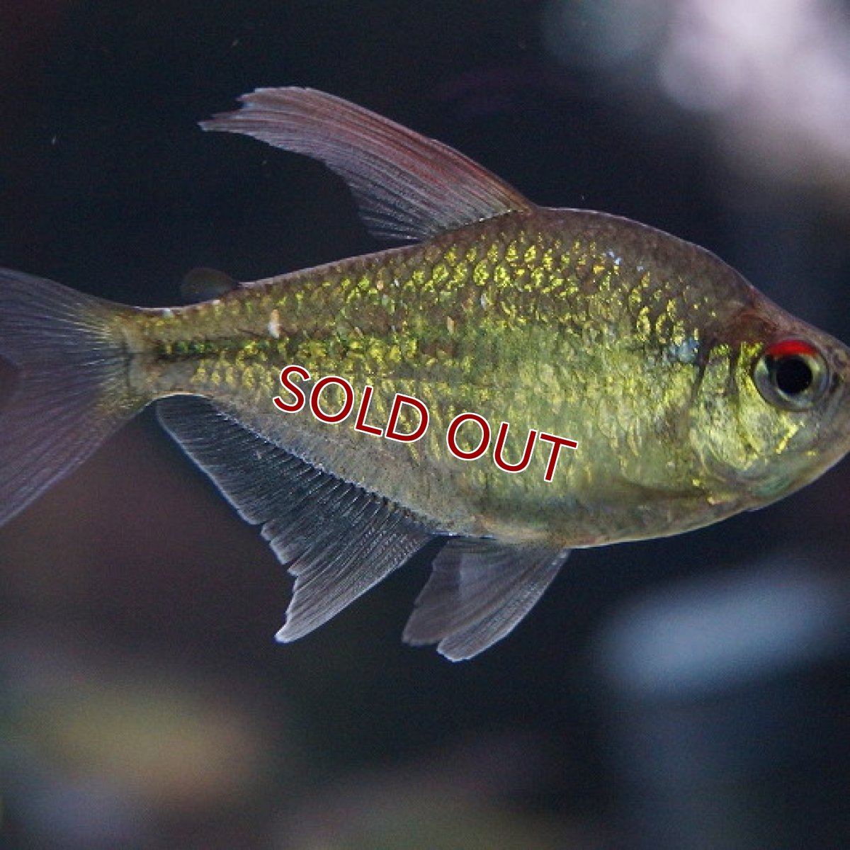 画像2: 【淡水魚】[お取り寄せ]ダイヤモンドテトラ Lサイズ【3匹】（生体）【カラシン】（熱帯魚）NKIK (2)