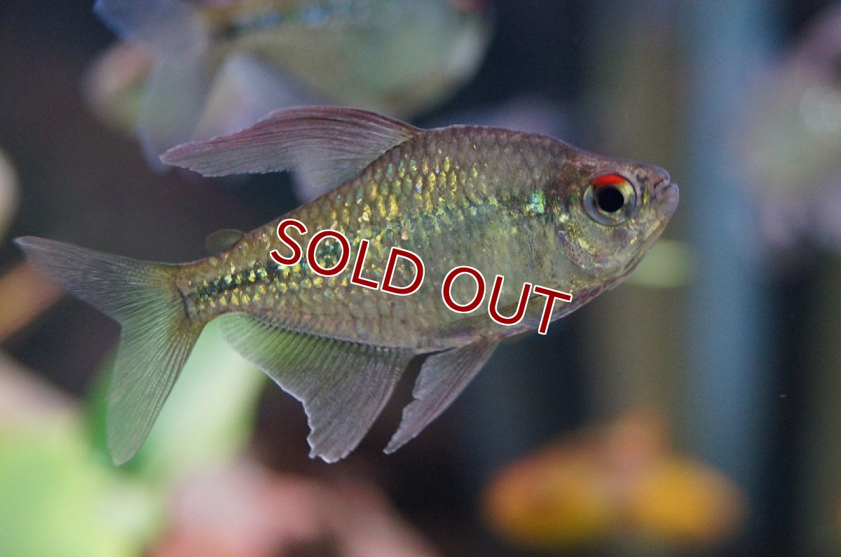 画像3: 【淡水魚】[お取り寄せ]ダイヤモンドテトラ Lサイズ【3匹】（生体）【カラシン】（熱帯魚）NKIK (3)