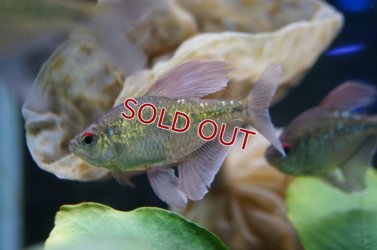 画像4: 【淡水魚】[お取り寄せ]ダイヤモンドテトラ Lサイズ【3匹】（生体）【カラシン】（熱帯魚）NKIK (4)