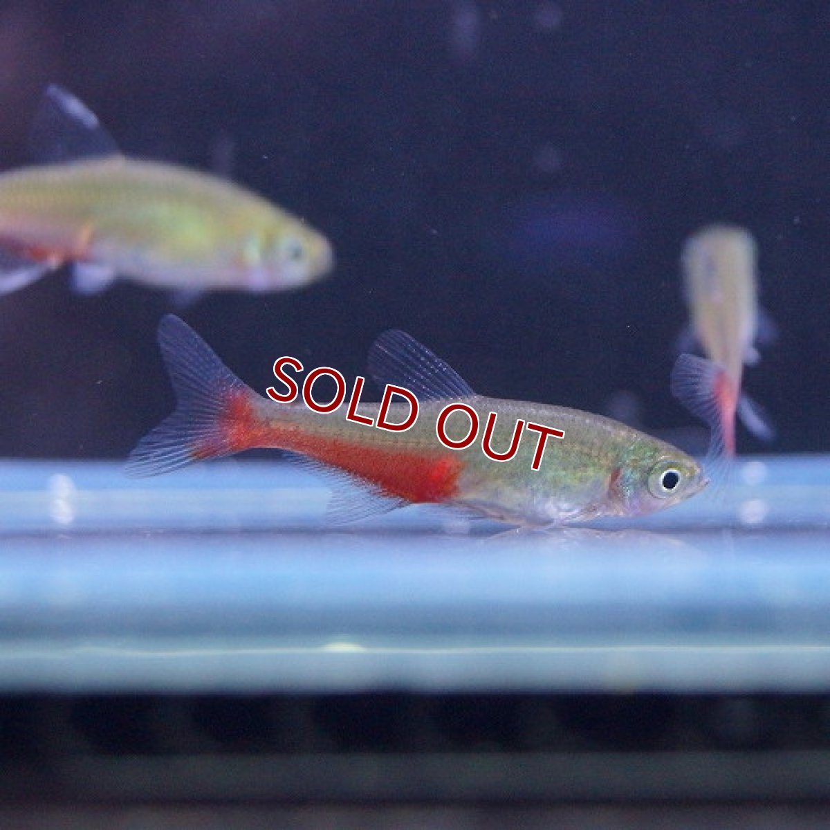 画像2: 【淡水魚】【通販】グリーンファイヤーテトラ【1匹 サンプル画像】（生体）【カラシン】（熱帯魚）NKIK (2)