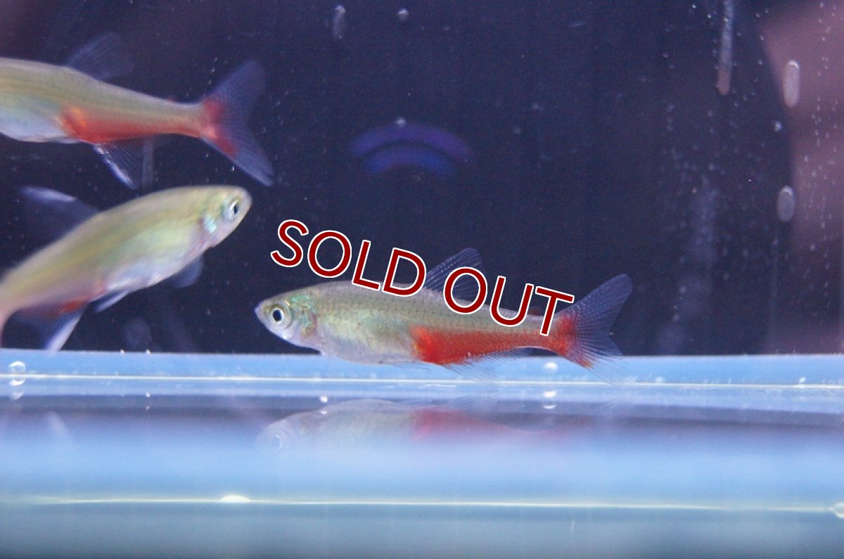 画像3: 【淡水魚】【通販】グリーンファイヤーテトラ【10匹 サンプル画像】（生体）【カラシン】（熱帯魚）NKIK (3)