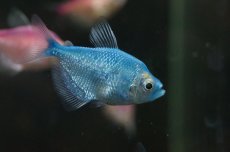 画像1: 【淡水魚】【通販】[お取り寄せ]カラーブラックテトラ(色指定不可)【5匹 サンプル画像】（生体）【カラシン】（熱帯魚）NKIK (1)