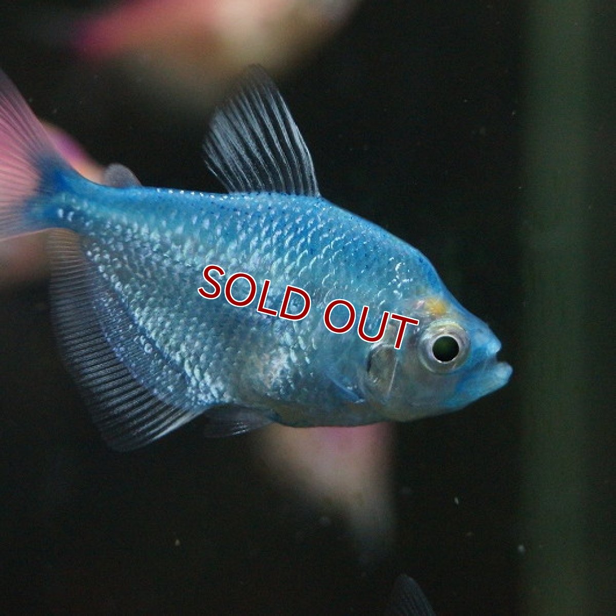 画像2: 【淡水魚】【通販】カラーブラックテトラ(色指定不可)【5匹 サンプル画像】（生体）【カラシン】（熱帯魚）NKIK (2)