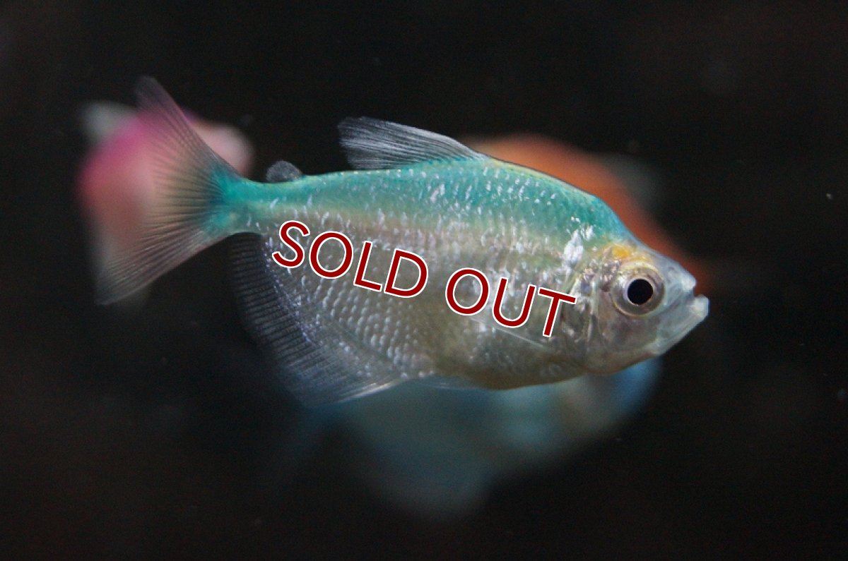 画像3: 【淡水魚】【通販】カラーブラックテトラ(色指定不可)【5匹 サンプル画像】（生体）【カラシン】（熱帯魚）NKIK (3)