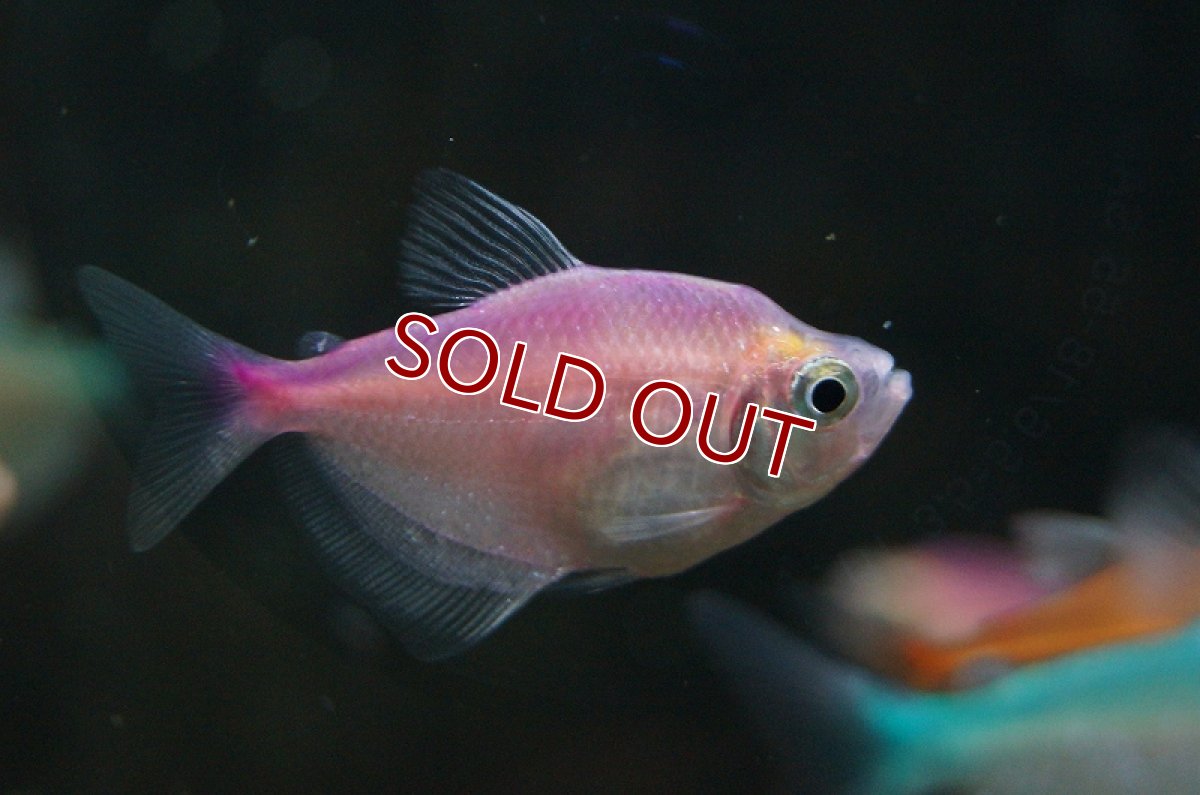 画像4: 【淡水魚】【通販】カラーブラックテトラ(色指定不可)【5匹 サンプル画像】（生体）【カラシン】（熱帯魚）NKIK (4)