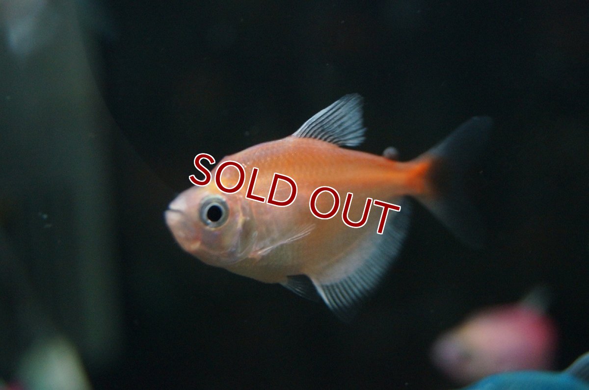 画像5: 【淡水魚】【通販】カラーブラックテトラ(色指定不可)【5匹 サンプル画像】（生体）【カラシン】（熱帯魚）NKIK (5)