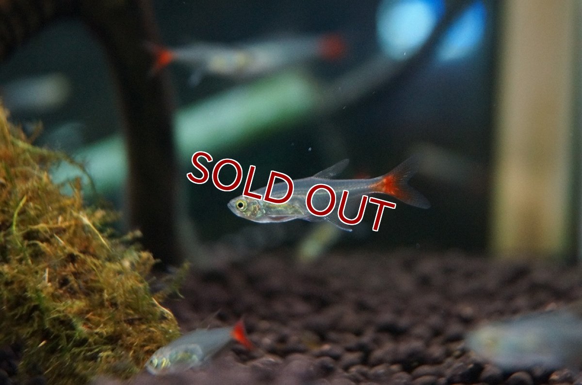 画像1: 【淡水魚】[お取り寄せ]グラスブラッドフィン【5匹】（生体）【カラシン】（熱帯魚）NKIK (1)