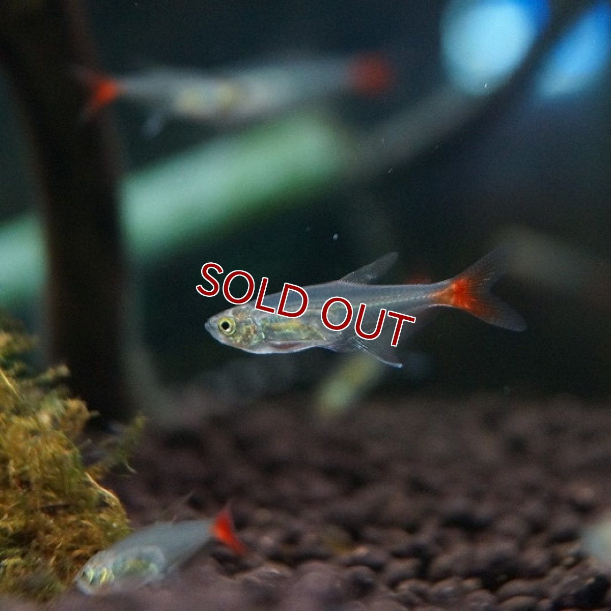 画像2: 【淡水魚】[お取り寄せ]グラスブラッドフィン【5匹】（生体）【カラシン】（熱帯魚）NKIK (2)