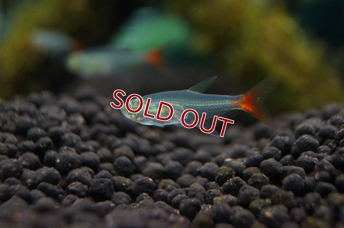 画像3: 【淡水魚】[お取り寄せ]グラスブラッドフィン【5匹】（生体）【カラシン】（熱帯魚）NKIK (3)