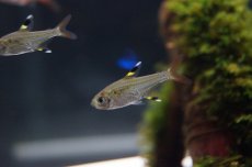 画像1: 【淡水魚】【通販】[お取り寄せ]プリステラ【5匹】（生体）【カラシン】（熱帯魚）NKIK (1)