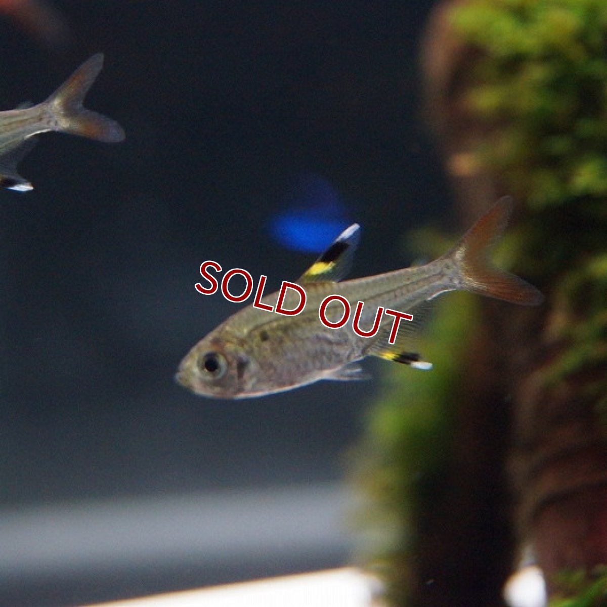 画像2: 【淡水魚】[お取り寄せ]プリステラ【5匹】（生体）【カラシン】（熱帯魚）NKIK (2)