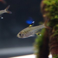 画像2: 【淡水魚】【通販】[お取り寄せ]プリステラ【5匹】（生体）【カラシン】（熱帯魚）NKIK (2)