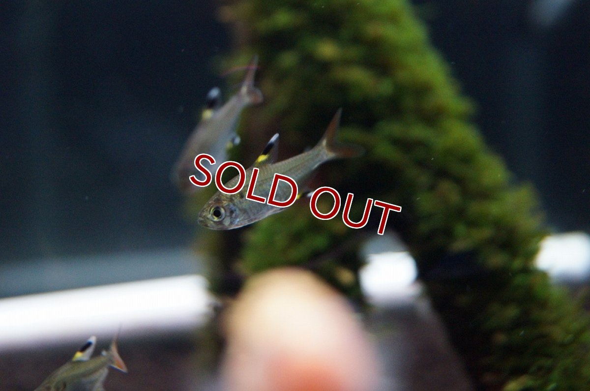 画像3: 【淡水魚】[お取り寄せ]プリステラ【5匹】（生体）【カラシン】（熱帯魚）NKIK (3)