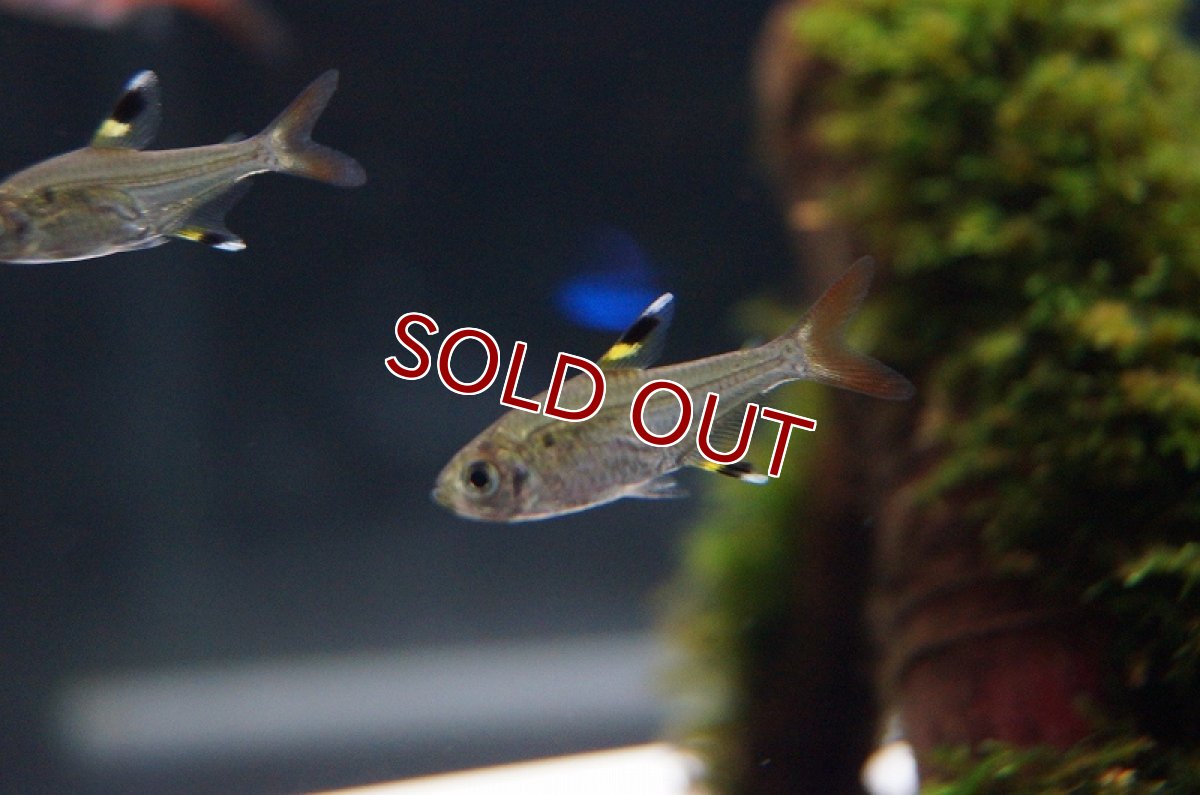 画像1: 【淡水魚】[お取り寄せ]プリステラ【1匹】（生体）【カラシン】（熱帯魚）NKIK (1)