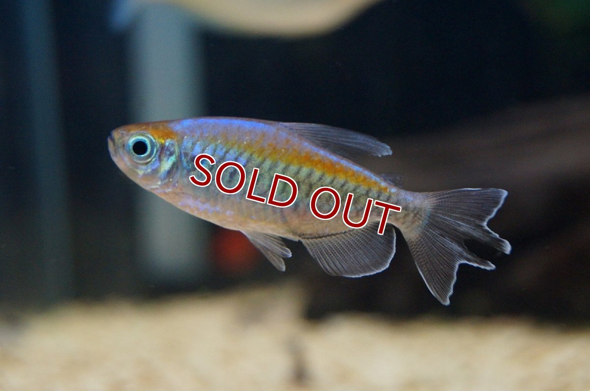 画像1: 【アーリーサマーセール10%OFFクーポン番号（10）対象商品 淡水魚】【淡水魚】【通販】Lサイズ コンゴテトラ【1匹 サンプル画像】（生体）【カラシン】（熱帯魚）NKIK (1)