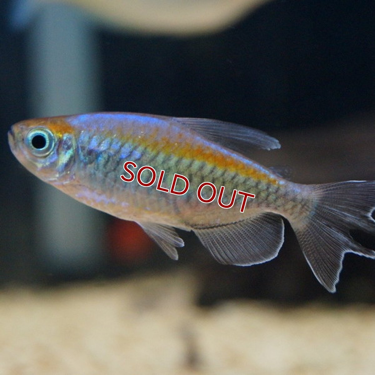 画像2: 【淡水魚】【通販】Lサイズ コンゴテトラ【1匹 サンプル画像】（生体）【カラシン】（熱帯魚）NKIK (2)