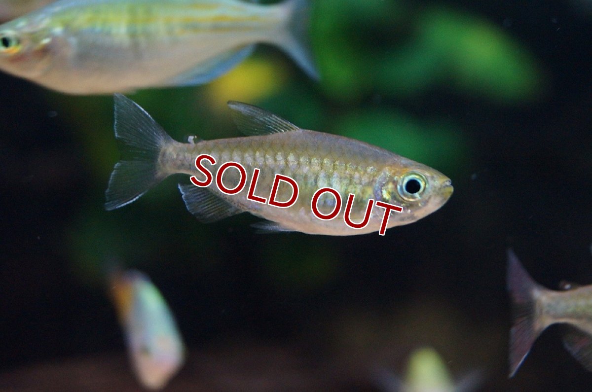 画像3: 【淡水魚】【通販】Lサイズ コンゴテトラ【1匹 サンプル画像】（生体）【カラシン】（熱帯魚）NKIK (3)