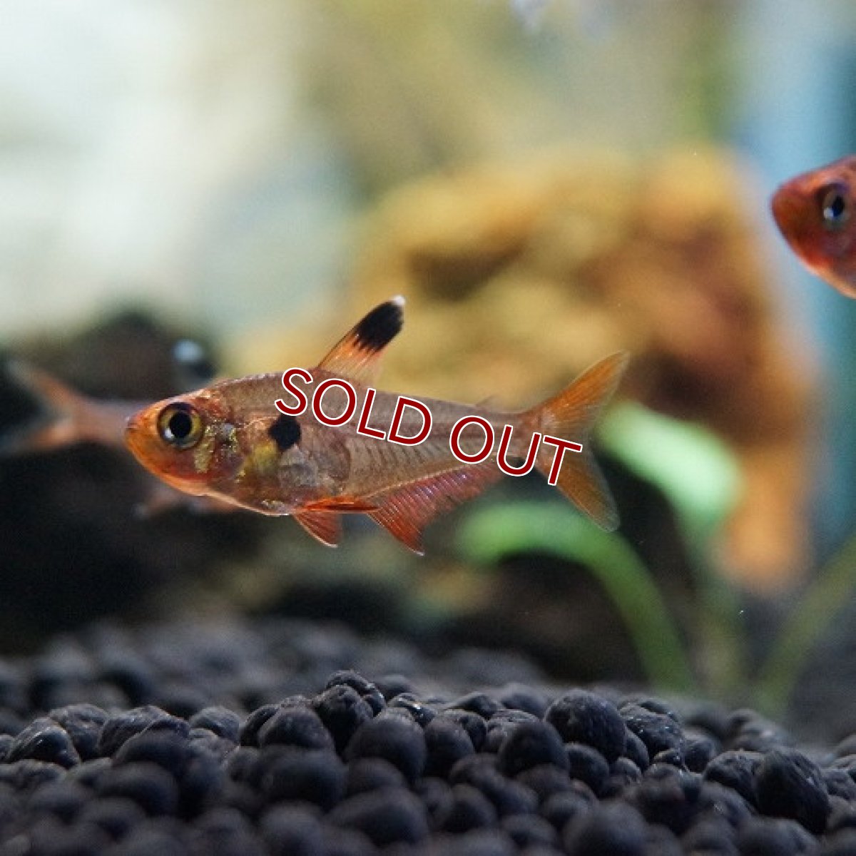 画像2: 【淡水魚】【通販】レッドファントムテトラ【5匹 サンプル画像】（生体）【カラシン】（熱帯魚）NKIK (2)