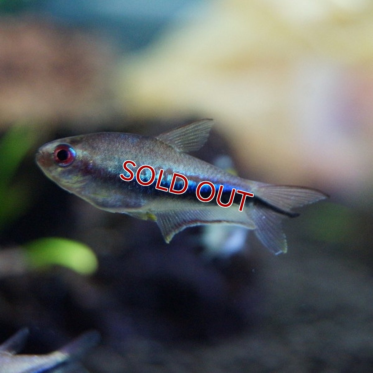 画像2: 【淡水魚】【通販】レインボーテトラ ワイルド【1匹 サンプル画像】(生体)【カラシン】(熱帯魚)NKIK (2)