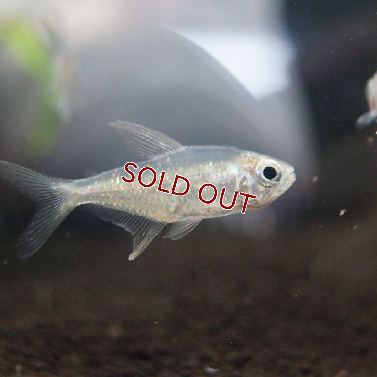 画像2: 【淡水魚】[お取り寄せ]ダイヤモンドテトラ【5匹】（生体）【カラシン】（熱帯魚）NKIK (2)