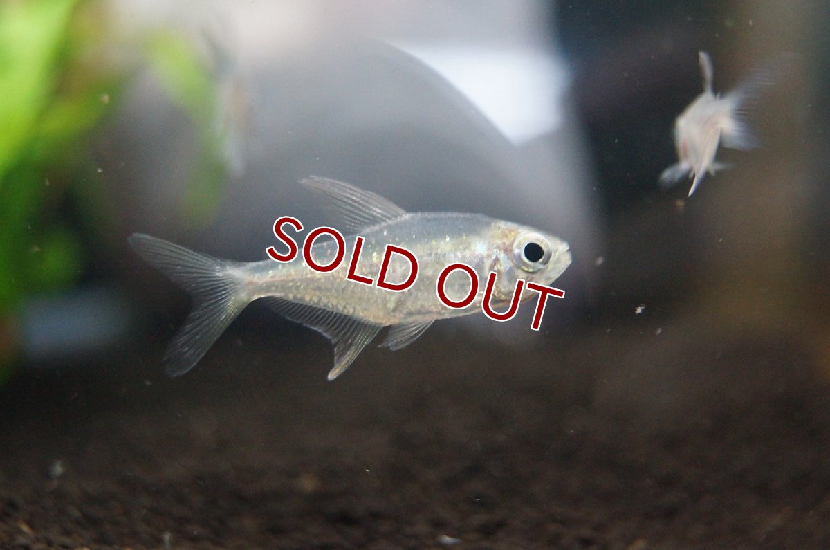 画像1: 【淡水魚】[お取り寄せ]ダイヤモンドテトラ【1匹】（生体）【カラシン】（熱帯魚）NKIK (1)