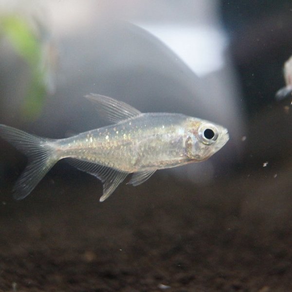淡水魚】[お取り寄せ]ダイヤモンドテトラ【1匹】（生体