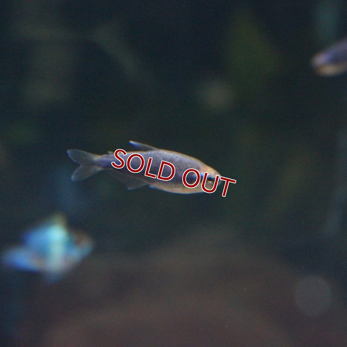 画像2: 【淡水魚】【通販】インパイクティスケリー スーパーブルー【1匹 サンプル画像】 （生体）【カラシン】（熱帯魚）NKIK (2)