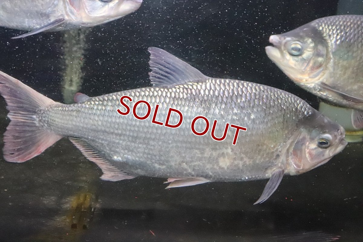 画像1: 【淡水魚】激安 ビッグサイズ シルバードラド(ブリコン) ±30cm【1匹】（生体）【カラシン】（熱帯魚）NKO (1)