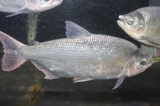 画像1: 【淡水魚】激安 ビッグサイズ シルバードラド(ブリコン) ±30cm【1匹】（生体）【カラシン】（熱帯魚）NKO (1)