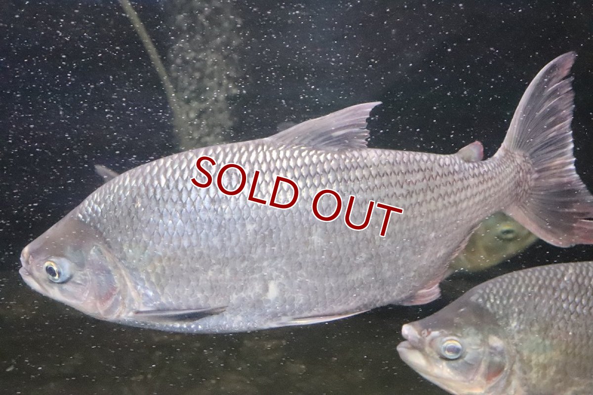 画像2: 【淡水魚】激安 ビッグサイズ シルバードラド(ブリコン) ±30cm【1匹】（生体）【カラシン】（熱帯魚）NKO (2)