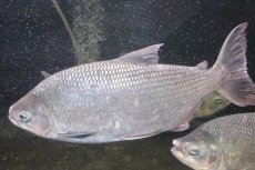 画像2: 【淡水魚】【通販】激安 ビッグサイズ シルバードラド(ブリコン) ±30cm【1匹】（生体）【カラシン】（熱帯魚）NKO (2)