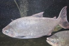 画像2: 【淡水魚】激安 ビッグサイズ シルバードラド(ブリコン) ±30cm【1匹】（生体）【カラシン】（熱帯魚）NKO (2)