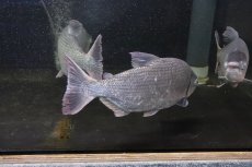 画像3: 【淡水魚】激安 ビッグサイズ シルバードラド(ブリコン) ±30cm【1匹】（生体）【カラシン】（熱帯魚）NKO (3)