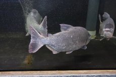 画像3: 【淡水魚】【通販】激安 ビッグサイズ シルバードラド(ブリコン) ±30cm【1匹】（生体）【カラシン】（熱帯魚）NKO (3)