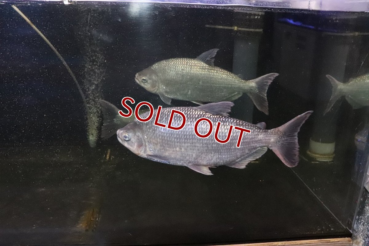 画像4: 【淡水魚】激安 ビッグサイズ シルバードラド(ブリコン) ±30cm【1匹】（生体）【カラシン】（熱帯魚）NKO (4)