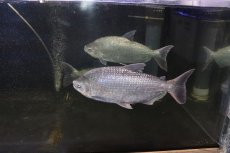 画像4: 【淡水魚】激安 ビッグサイズ シルバードラド(ブリコン) ±30cm【1匹】（生体）【カラシン】（熱帯魚）NKO (4)