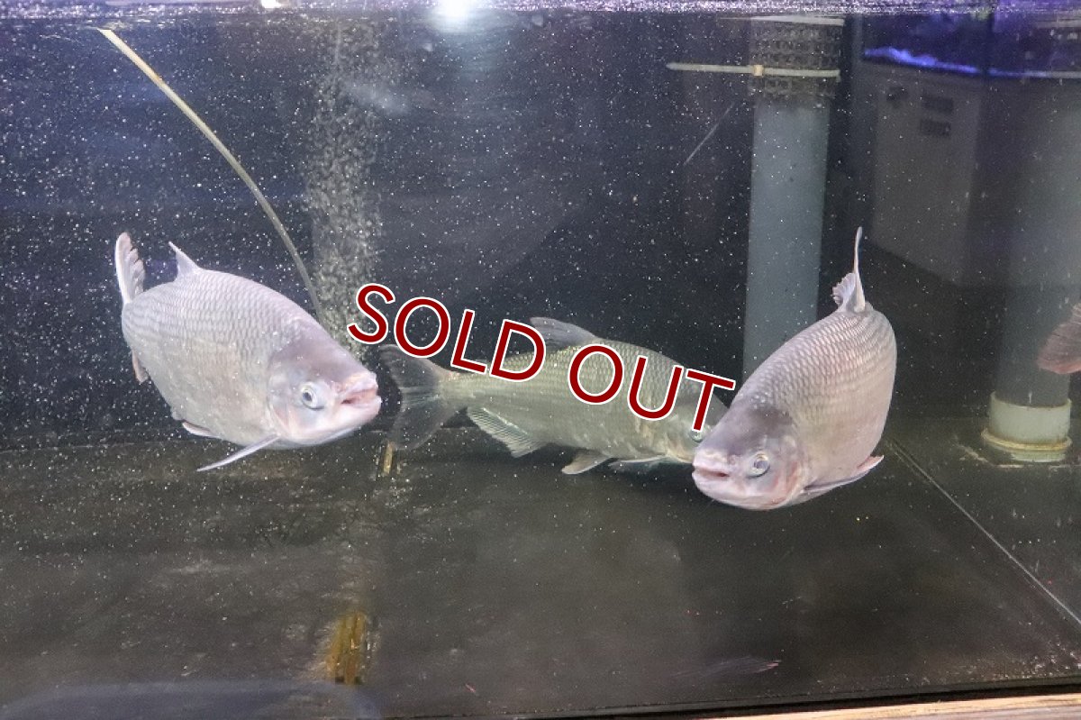 画像5: 【淡水魚】激安 ビッグサイズ シルバードラド(ブリコン) ±30cm【1匹】（生体）【カラシン】（熱帯魚）NKO (5)