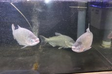 画像5: 【淡水魚】激安 ビッグサイズ シルバードラド(ブリコン) ±30cm【1匹】（生体）【カラシン】（熱帯魚）NKO (5)