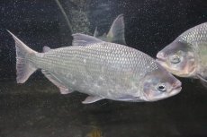 画像6: 【淡水魚】【通販】激安 ビッグサイズ シルバードラド(ブリコン) ±30cm【1匹】（生体）【カラシン】（熱帯魚）NKO (6)