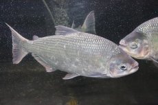 画像6: 【淡水魚】激安 ビッグサイズ シルバードラド(ブリコン) ±30cm【1匹】（生体）【カラシン】（熱帯魚）NKO (6)