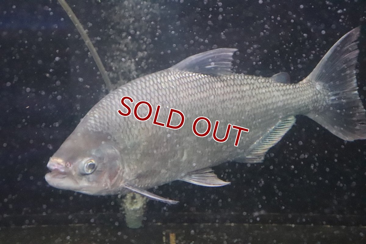 画像7: 【淡水魚】激安 ビッグサイズ シルバードラド(ブリコン) ±30cm【1匹】（生体）【カラシン】（熱帯魚）NKO (7)