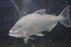画像7: 【淡水魚】激安 ビッグサイズ シルバードラド(ブリコン) ±30cm【1匹】（生体）【カラシン】（熱帯魚）NKO (7)