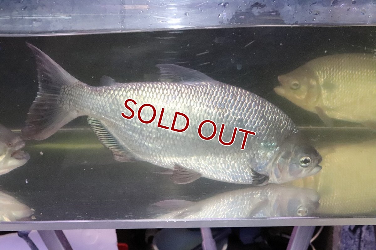 画像8: 【淡水魚】激安 ビッグサイズ シルバードラド(ブリコン) ±30cm【1匹】（生体）【カラシン】（熱帯魚）NKO (8)