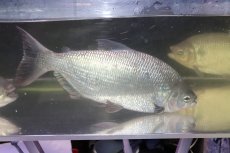 画像8: 【淡水魚】激安 ビッグサイズ シルバードラド(ブリコン) ±30cm【1匹】（生体）【カラシン】（熱帯魚）NKO (8)