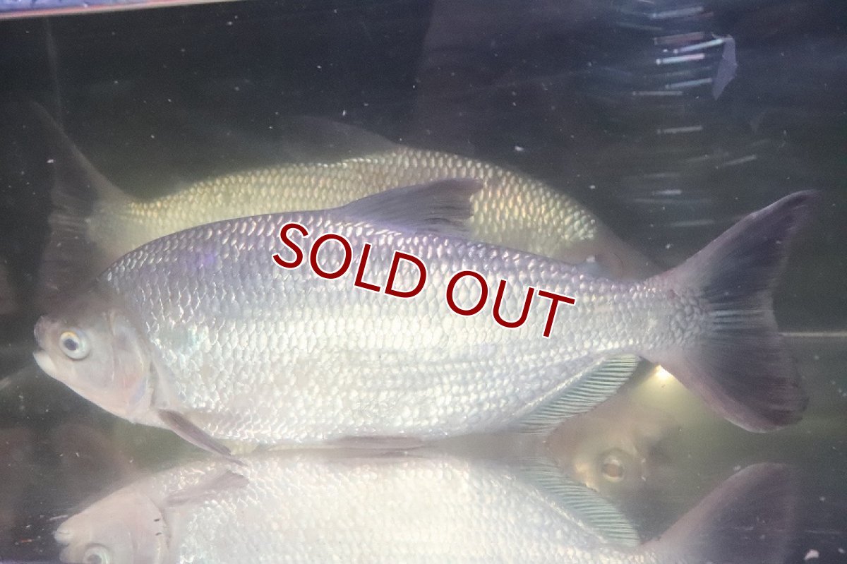 画像9: 【淡水魚】激安 ビッグサイズ シルバードラド(ブリコン) ±30cm【1匹】（生体）【カラシン】（熱帯魚）NKO (9)