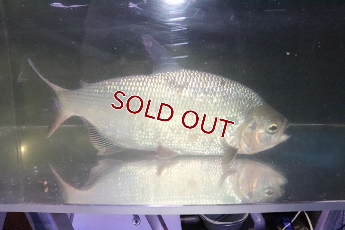 画像10: 【淡水魚】激安 ビッグサイズ シルバードラド(ブリコン) ±30cm【1匹】（生体）【カラシン】（熱帯魚）NKO (10)