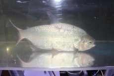 画像10: 【淡水魚】激安 ビッグサイズ シルバードラド(ブリコン) ±30cm【1匹】（生体）【カラシン】（熱帯魚）NKO (10)