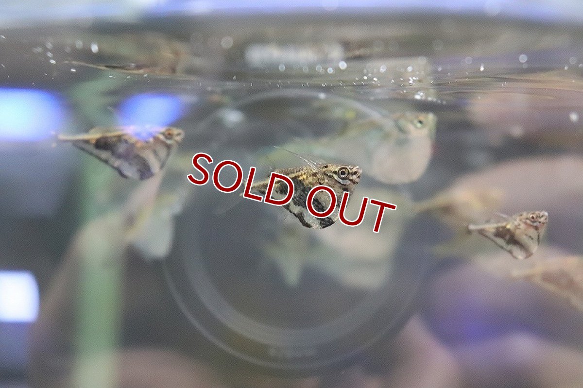 画像2: 【淡水魚】【通販】マーブルハチェット ワイルド【1匹 サンプル画像】（生体）(カラシン)（熱帯魚）ＮＫＩＫ (2)