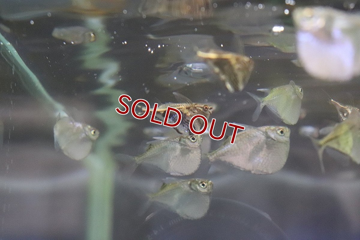 画像3: 【淡水魚】【通販】マーブルハチェット ワイルド【1匹 サンプル画像】（生体）(カラシン)（熱帯魚）ＮＫＩＫ (3)