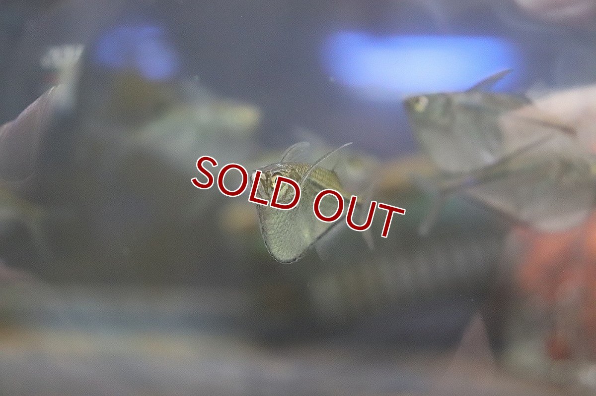 画像2: 【淡水魚】【通販】シルバーハチェット【1匹 サンプル画像】（生体）(カラシン)（熱帯魚）ＮＫＩＫ (2)